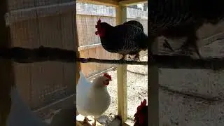krusty crew get a new natural branch roost | backyard chickens