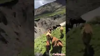 Пастух в горах Кавказа