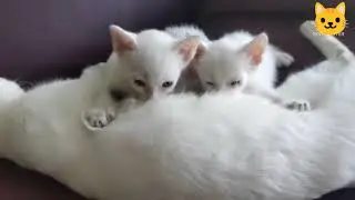 Kucing Kampung Putih part 3, Induknya selingkuh/ Awal kehadiran Oyen