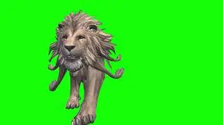 Lion Run Up Green Screen Video Footage Free 
