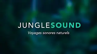 Relaxation - Sons de la Nature ( Forêt Tropicale de Malaisie la nuit )