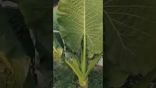 Elephant Ear Plant (Alocasia) #shorts
