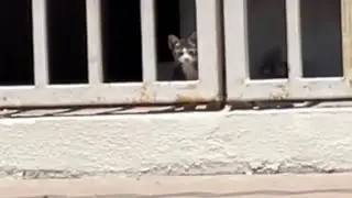 ❤️A Heartwarming Scene You Can't Miss!#youtuber #shorts #shortsvideo #animals #cats