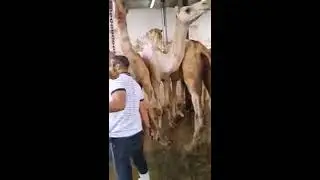 Cara Menyembelih Unta Di arab Ngeri!!!!