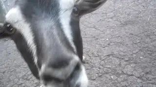 Спокойные и игривые, добродушные и драчливые, азартные и неторопливые. Одним словом - козы.