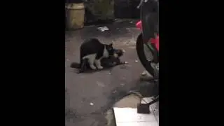 Perkosaan brutal