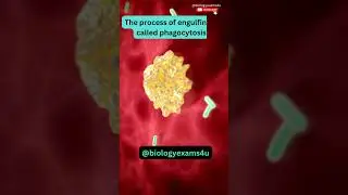 Macrophage eating Bacteria 🦠| 3D Animation | Immunology | @biologyexams4u