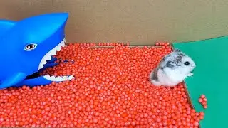 🦈 ХОМЯК в ЛАБИРИНТЕ 🐹 [ Лабиринт с акулой ]