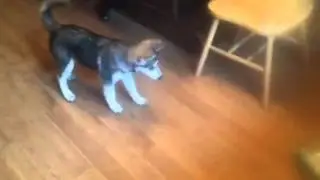 Tango
