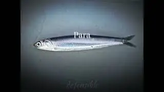 Hamsi 🐟 Para 💸Vida 🔩