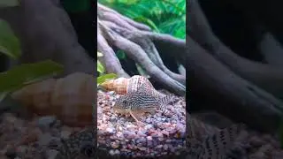 Первая икра сомов коридорасов 🐠🐋🐟 