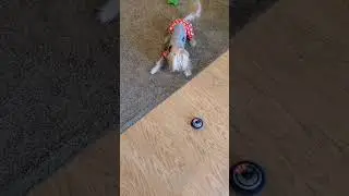 Kenji vs spinning top toy