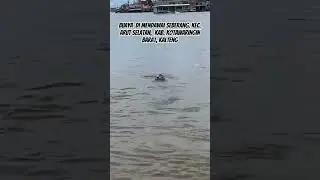 Buaya Muncul Di Sungai Pangkalanbun kalimantan tengah