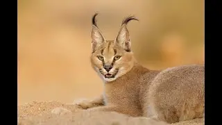 Кот в башмаках. Глава 10 (аудиокнига)