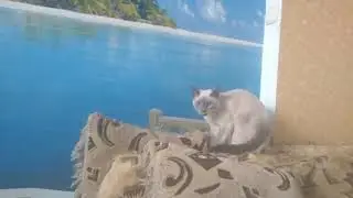 Прыгающая кошка