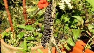 Centipede on a Plant