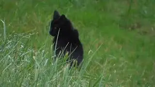 Black Bobcat of Skagit Valley