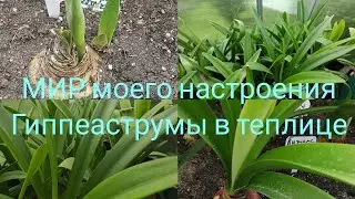31.07.24 Гиппеаструмы в теплице хорошие результаты