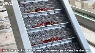 AMD FRESH COFFEE FRUIT/CHERRY COLOR SORTING/SORTEX/SORTER MACHINE SOLUTION