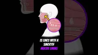 How does your NOSE really work? #shorts