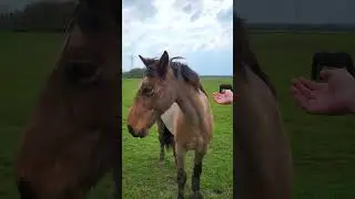 Encounter a very friendly horse 