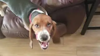 Basset Hound Digging for couch gold.