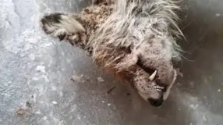 Собака загрызла Лису. (Лайка рулит)