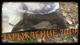 Зарыбление пруда / карп, толстолобик и вьюн 2019 год.