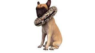 DOG Collar (3D Animation)
