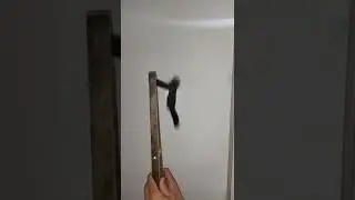 Акробат деревенский.