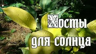 Хосты для солнца
