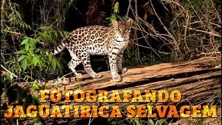 Fotografando jaguatirica com equipamento fotográfico remoto de alta resolução! 2011