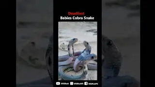 Baby Cobra Snake | Most Dangerous|