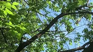 Butterfly in my yard June 23,2022