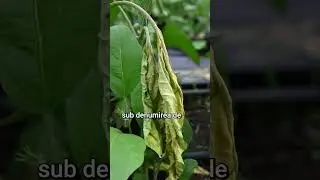 Fusarioza la vinete - Cum se combate? - Marcoser