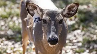 'Coolest animal in the world': Tour a North Texas whitetail deer farm