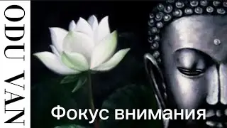 Фокус внимания