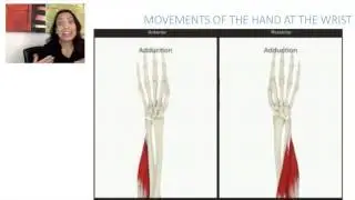 1. Movements of the Hand and Fingers