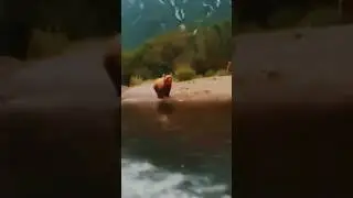 Медведь буквально бежит по воде прямо на лодку! 🐻