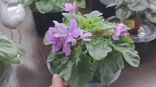 Летнее цветение сортовых фиалок за 19.06.24.