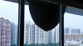 9769954602 PLEASE DONT KILL HONEY BEES Honey bee Removal  #Mumbai Apis Dorsata. No Killing #SaveBees