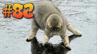 #82 ПРИКОЛЫ С КОТАМИ | КОТЫ 2019 | FUNNY CATS | ПОПРОБУЙ НЕ ЗАСМЕЯТЬСЯ