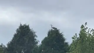 Uninvited pond visitor 🤬