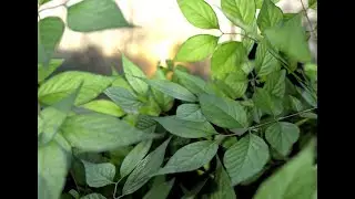 Create Realistic Tree Leaves in Blender With Subsurface Scattering (no Voice)