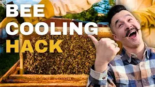 How to Keep Your Bees Cool and Thriving