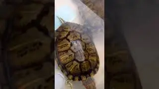 ДОМАШНИЕ ПИТОМЦЫ. Черепашки Мила и Спайс