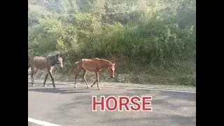 ghoda in English क्या आपको पता है घोड़े को इंग्लिश में क्या बोलते हैं??