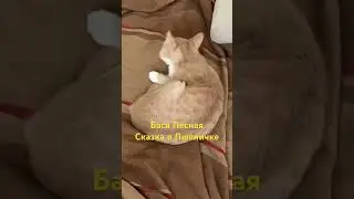 Любите кошек, любите жизнь, дарите миру свет
