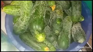 Столько картошки я ещё не готовила 😲 Заготовки на зиму 🤗 Спасибо, что вы есть у меня 😍