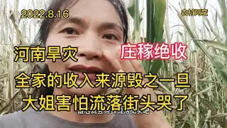 河南旱灾、玉米绝收，家中上有老下有小，该何去何从